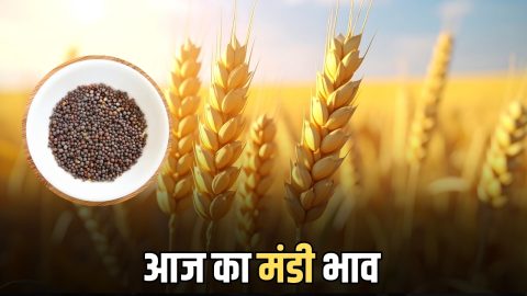 Rajasthan Mandi Bhav : सरसों की कीमतों में उछाल! ग्वार में भी दिखी तेजी, जारी हुए आज सभी फसलों के मंडी भाव