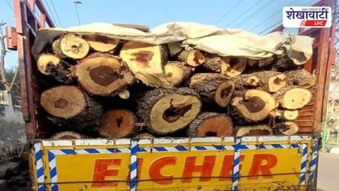 Churu News : तारानगर में अवैध खेजड़ी लकड़ी पकड़ी, मिनी ट्रक जब्त