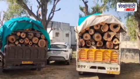 Hamirwas police seize illegal green wood from pickup vehicles