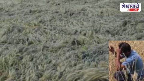 Sikar News : सीकर में बेमौसम बारिश से फसल खराब? 72 घंटे में करें क्लेम