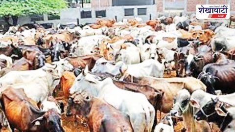 Churu district meeting approves aid for gaushalas