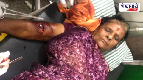 Jhunjhunu News : चिराणा में बंदरों का आतंक, छह लोग घायल, ग्रामीण भयभीत