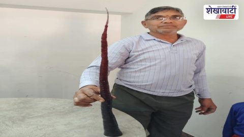 Jhunjhunu News : उदयपुरवाटी में 2.5 फीट गाजर उगाई, सेवानिवृत्त प्राध्यापक का कमाल