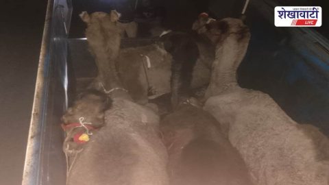 Police rescue four camels from pickup in Mandrela
