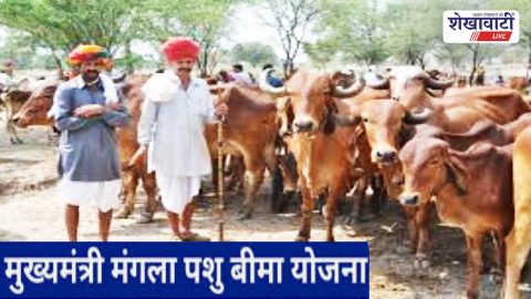 Jhunjhunu News : झुंझुनूं में मुख्यमंत्री मंगला पशु बीमा योजना से राहत