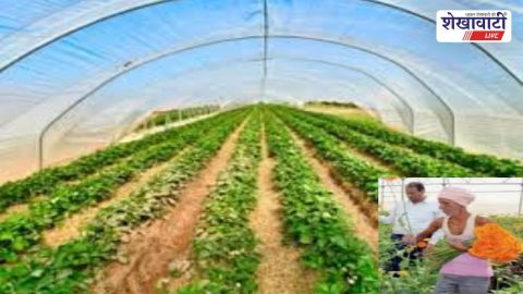 झुंझुनूं में पॉली हाउस खेती से किसान की आय 10 गुना
