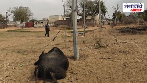 रामगढ़ शेखावाटी में करंट से भैंस की मौत, बिजली विभाग पर फूटा गुस्सा