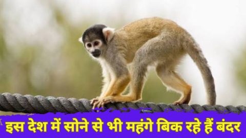इस देश में सोने से भी महंगे बिक रहे हैं बंदर, तेजी से बढ़ रही है बंदरों की कीमत, जाने क्या है कारण