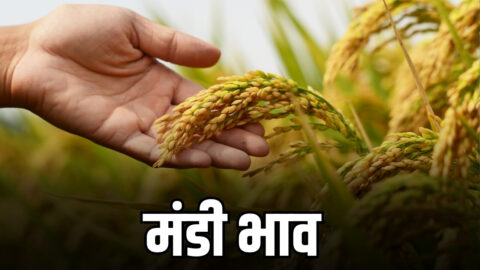 Rajasthan Mandi Bhav : राजस्थान में आज किस रेट बिकी सभी फसलें, जारी हुए गेहूं ,ग्वार, मूंगफली समेत सभी फसलों के भाव