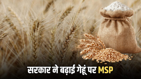 Wheat MSP Hike : सरकार ने बढ़ाई गेहूं पर MSP, 30 मार्च से शरू होगी खरीद