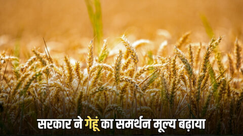 1 अप्रैल से हरियाणा में शरू होगी गेहूं की सरकारी खरीद! सरकार ने समर्थन मूल्य बढ़ाया