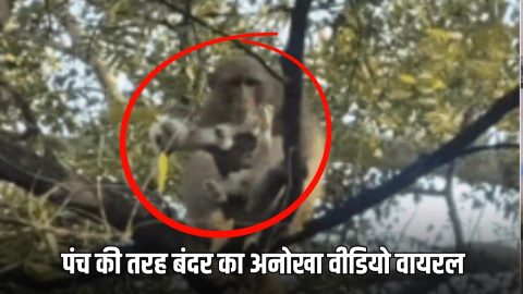 Monkey Viral Video: जापान के पंच की तरह राजस्थान में बंदर का अनोखा वीडियो वायरल, बकरी के बच्चे को सीने से लगाकर लुटाया प्यार, तुरंत वायरल