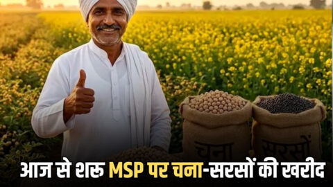 आज से शरू हुई राजस्थान में MSP पर चना-सरसों की खरीद, किसानों को मिलेगा इसबार पूरा दाम