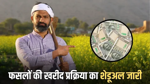 हरियाणा में सरसों समेत रबी फसलों की खरीद प्रक्रिया का शेडूअल जारी, जानें इस बार MSP के नए रेट