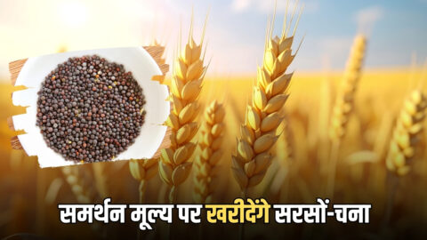 Sarso Chana MSP Bhav: राजस्थान में किसानों के लिए बड़ी ख़ुशख़बरी, 1 अप्रेल से समर्थन मूल्य पर खरीदेंगे सरसों-चना, जानिए कीमत