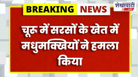 farmers-attacked-by-bees-sehla-churu