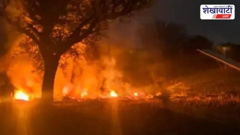 Burnt mustard crop after fire in Dularasar village field