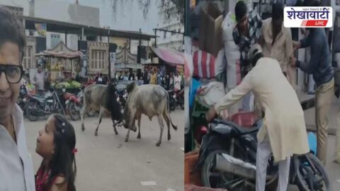Bull fight chaos in Rajladesar crowd panic and injured youth