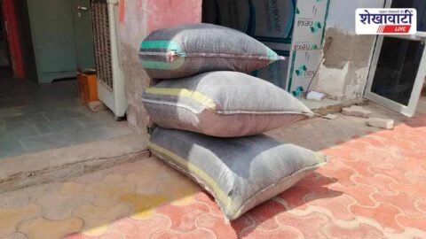 Police seizing doda post hidden in animal feed truck Sujangarh