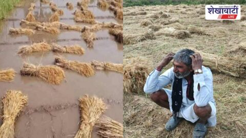 Heavy rain causes crop damage and waterlogging in Udaipurwati fields