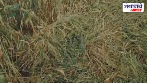 Rain damaged wheat and mustard crops in Ratangarh Churu fields