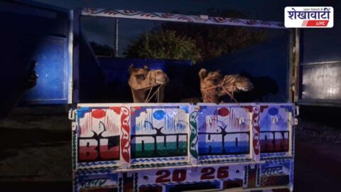 Jhunjhunu News :  ऊंट तस्करी का खुलासा, आरोपी अजीम खान गिरफ्तार