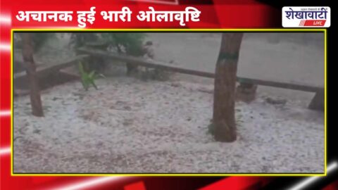 Hailstorm damages crops in Sadulpur-Ratanagar villages of Churu