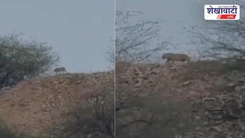 Panthers spotted near Lohargal village hills causing fear among residents