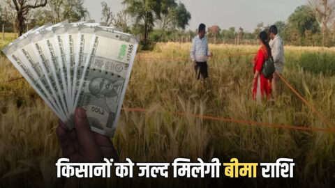 Rajasthan Crop Insurance: राजस्थान में किसानों को जल्द मिलेगी बीमा राशि, सरकार ने कंपनियों को दिए स्पष्ट निर्देश