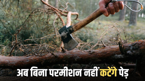 Haryana : हरियाणा में अब बिना परमीशन नहीं कटेंगे पेड़, HC ने तत्काल प्रभाव से लगाई रोक