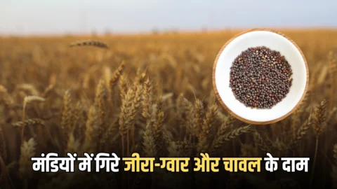 Rajasthan Mandi Bhav : राजस्थान की मंडियों में गिरे जीरा-ग्वार और चावल के दाम, जानें इसके पीछे की वजह