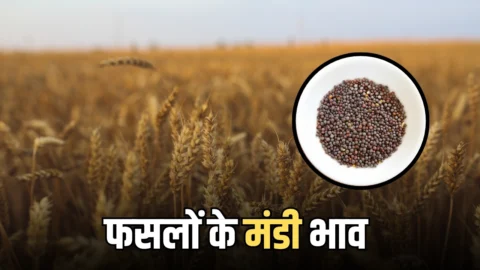 Rajasthan Mandi Bhav : राजस्थान की बीकानेर मंडी में आज किस रेट बिका अनाज, जारी हुए गेहूं, सरसों समेत सभी फसलों के मंडी भाव