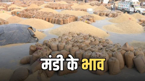 राजस्थान की कोटा मंडी के भाव जारी! गेहूं, चना, धनिया, सरसों और रिफाइंड तेलों में तेजी