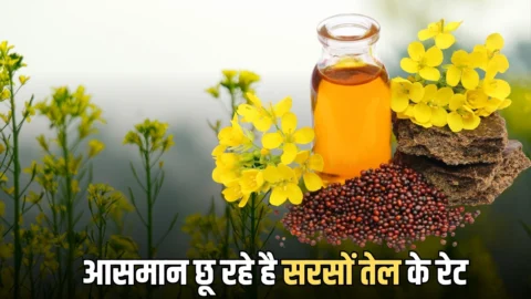 Mustard Oil Prices Hike: राजस्थान में आसमान छू रहे है सरसों तेल के रेट, सरसों के रिकॉर्ड उत्पादन के बाद भी राहत नहीं