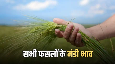 Kota Mandi Bhav : आज चना, सरसों, धनिया व लहसुन तेज, जारी हुए सभी फसलों के मंडी भाव