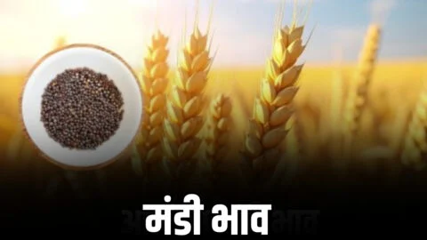 राजस्थान की कोटा मंडी के भाव जारी! जानिए आज 22 अप्रैल किस रेट बिकी सभी फसलें