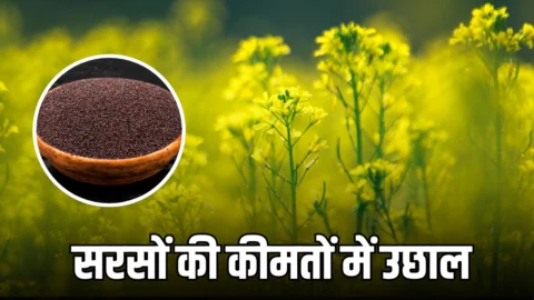 Mustard prices Hike :विदेशी संकट के बिच सरसों की कीमतों में उछाल, समर्थन मूल्य से ज्यादा भाव