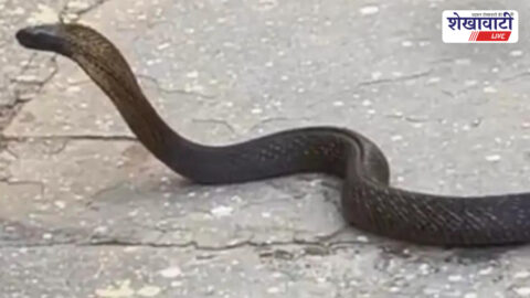 Cobra snake rescued from bathroom pipe in Churu house safely