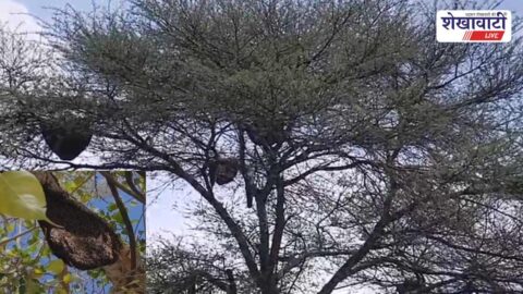 Bee hives in Ratangarh city causing fear among residents