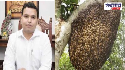 Bee swarm alert and safety precautions advisory in Churu district