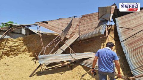 Storm damage Rajaldesar gaushala tin shed destroyed fodder exposed