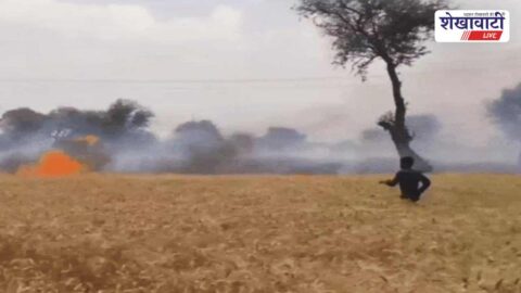 Jhunjhunu News : सूरजगढ़ में 11 केवी लाइन गिरने से 10 बीघा फसल जली