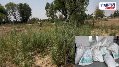 Police seizing cannabis plants from farm field in Jhunjhunu Rajasthan
