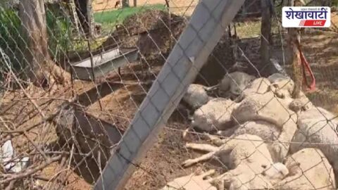 Sheep death electric line Fatehpur Sikar farmer loss accident