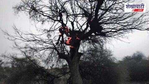 Electric line spark causes fire near GSS in Fatehpur Rajasthan