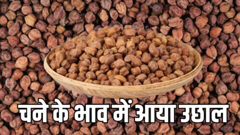 Chana ka Bhav चने के भाव में आया उछाल, तुवर दाल में 200 रुपए क्विंटल क बढ़ोतरी