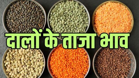 Daal Bhav आवक कम होने व मिलर्स की मांग से मसूर के भाव बढ़े