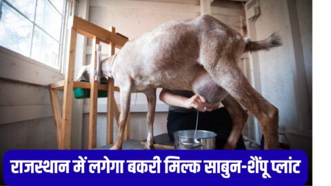 Goat Milk Plant : राजस्थान में बकरी के दूध से साबुन-शैंपू बनाने के लिए लगेगा पहला प्लांट, दूध के रेट छुएंगे आसमान