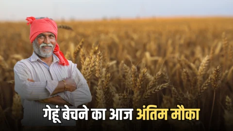 हरियाणा की मंडियों में गेहूं बेचने का आज अंतिम मौका
