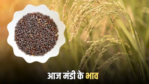 राजस्थान की कोटा मंडी के भाव जारी! जानें गेहूं, सरसों, चना समेत सभी फसलों के रेट